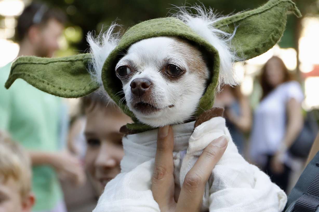 A dog dressed as Yoda from "Star Wars" won the cosplay costume contest award at Doggy Con in Woodruff Park, Saturday, Aug. 17, 2019, in Atlanta. Cosplay is the practice of dressing up like a fictional character. (AP Photo/Andrea Smith)