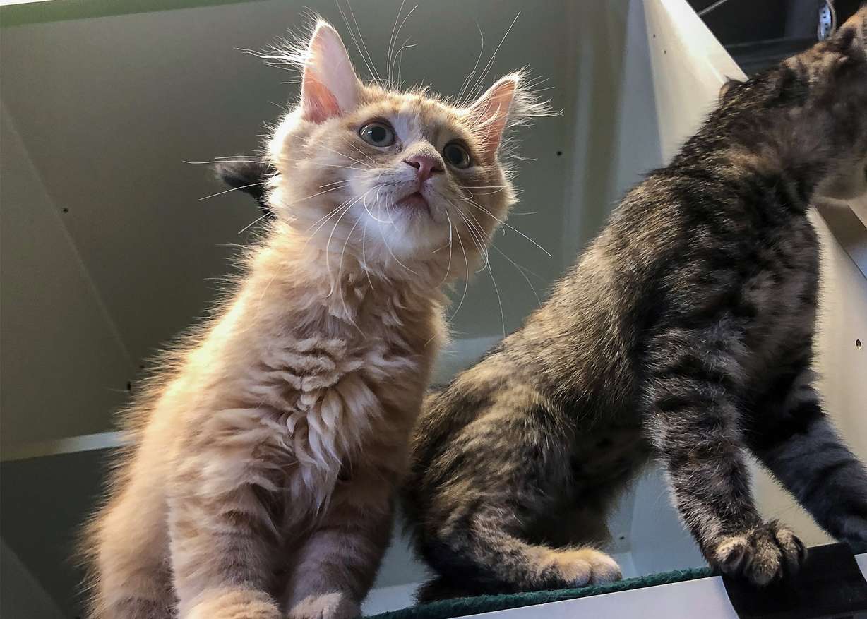 (Photo: Jen Riess, KSL.com)