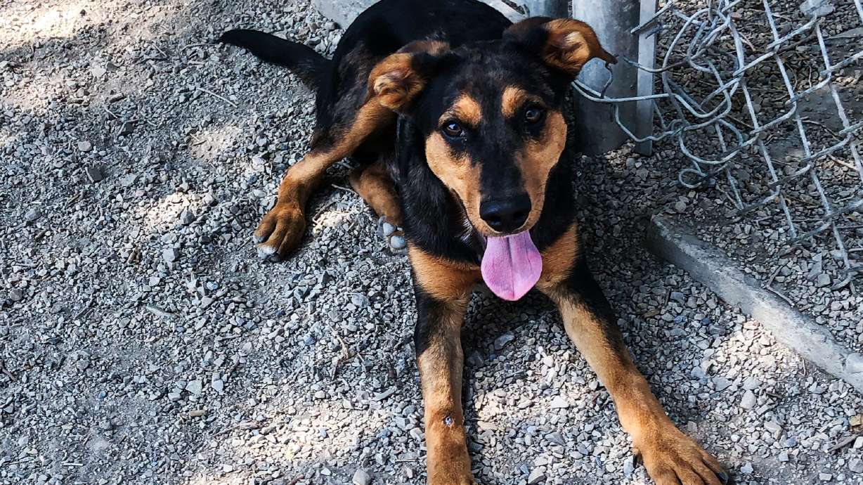 Pets find homes with reduced or waived adoption fees for 'Clear the Shelters'