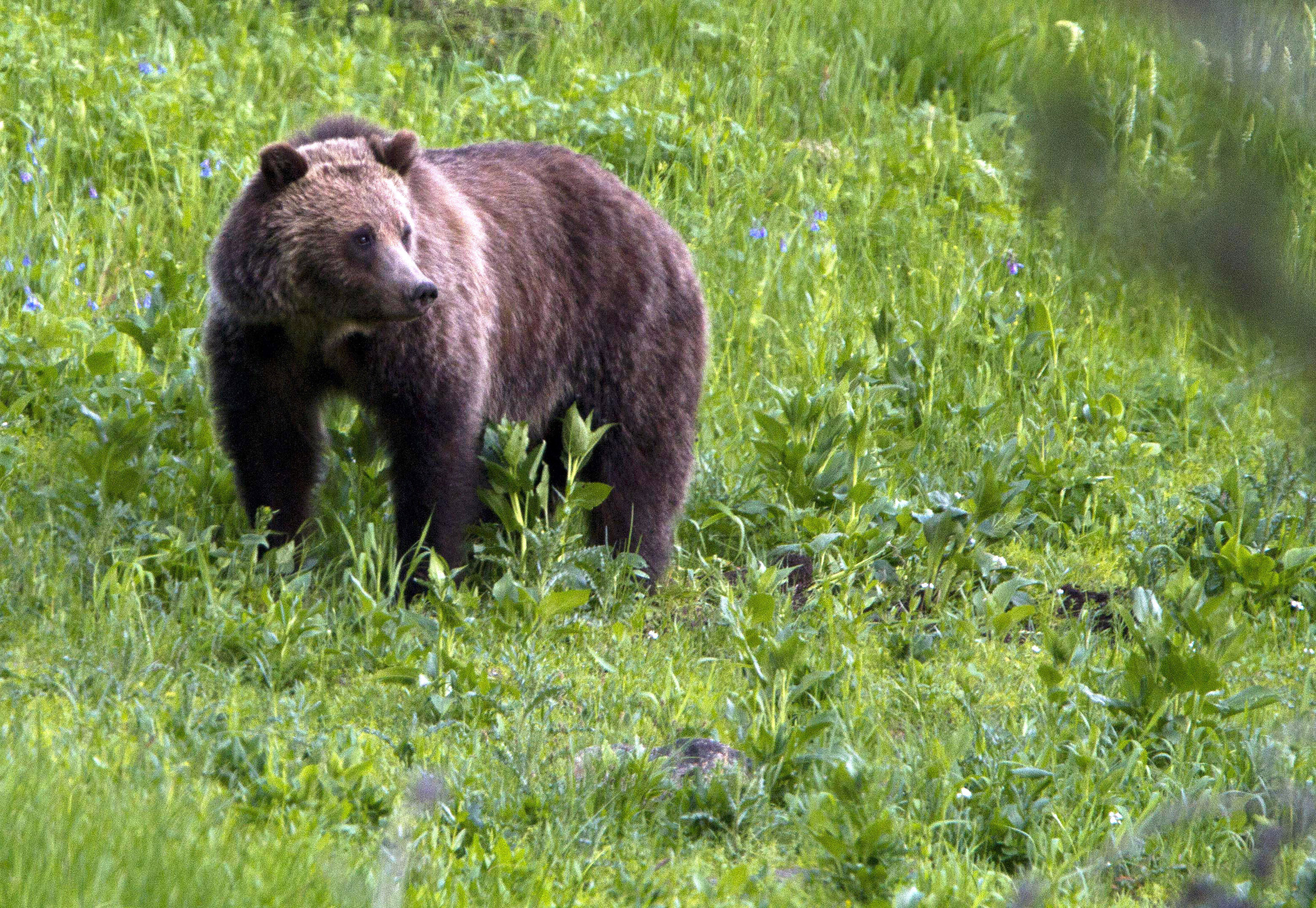 Fewer grizzly bears were euthanized at Yellowstone this year