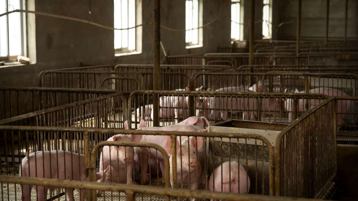 Urgency for vaccine grows as virus ravages China's pigs