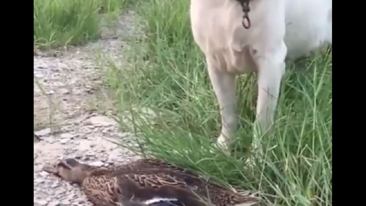 Have You Seen This? Duck plays dead in Oscar-worthy performance