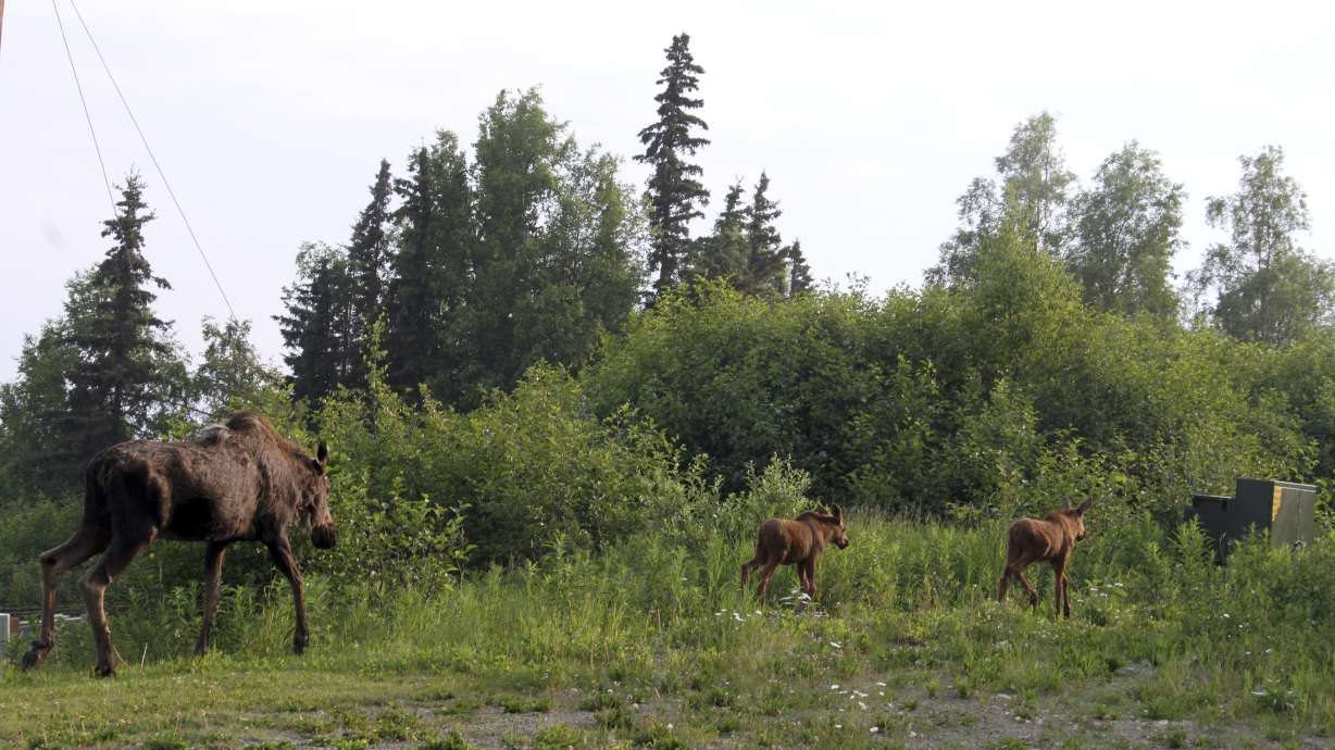 Utah city outlaws feeding wild deer, elk or moose