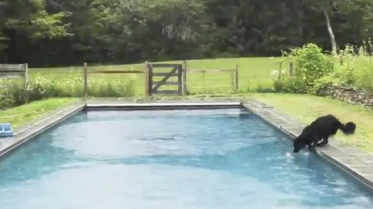 Have You Seen This? Patient doggy isn’t quite patient enough