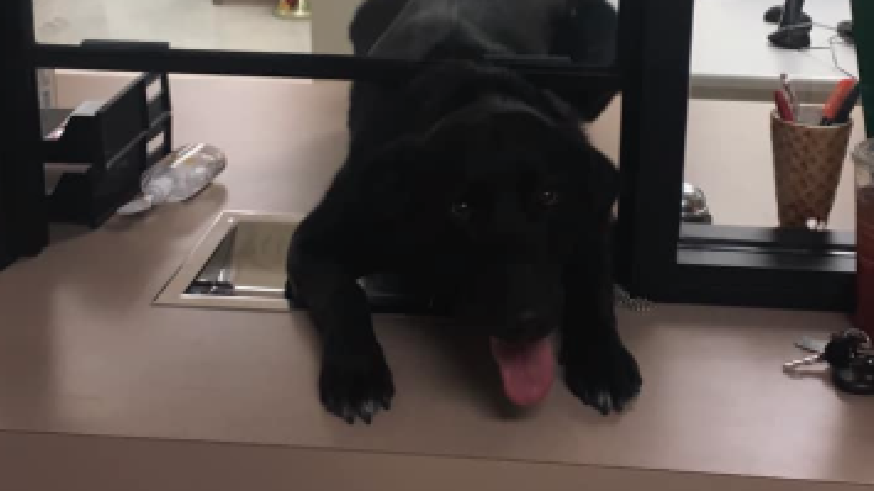 Wendover K-9 caught trying to break free from police station