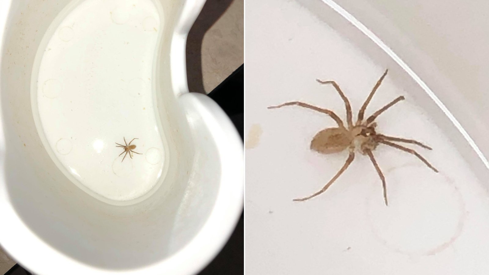 A nightmare come true: A Kansas City woman went to the doctor for what she thought was water in her ear. Turns out it was a venomous brown recluse spider.
