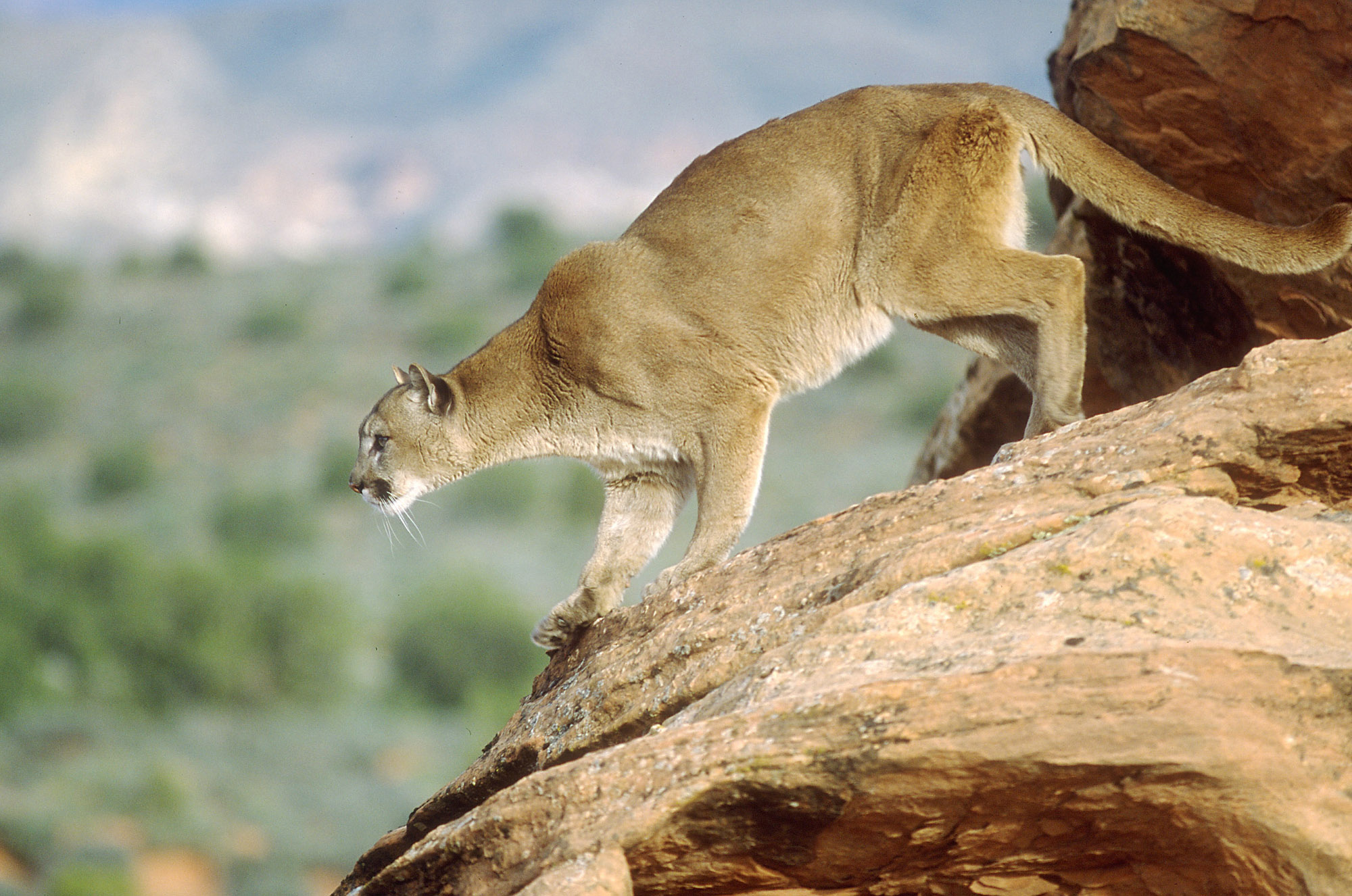 Utah cougar harvest quotas increased as wildlife officials seek to combat deer decline