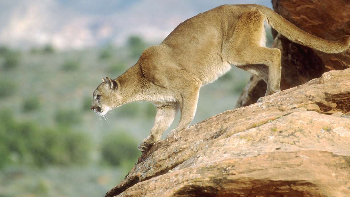Utah cougar harvest quotas increased as wildlife officials seek to combat deer decline