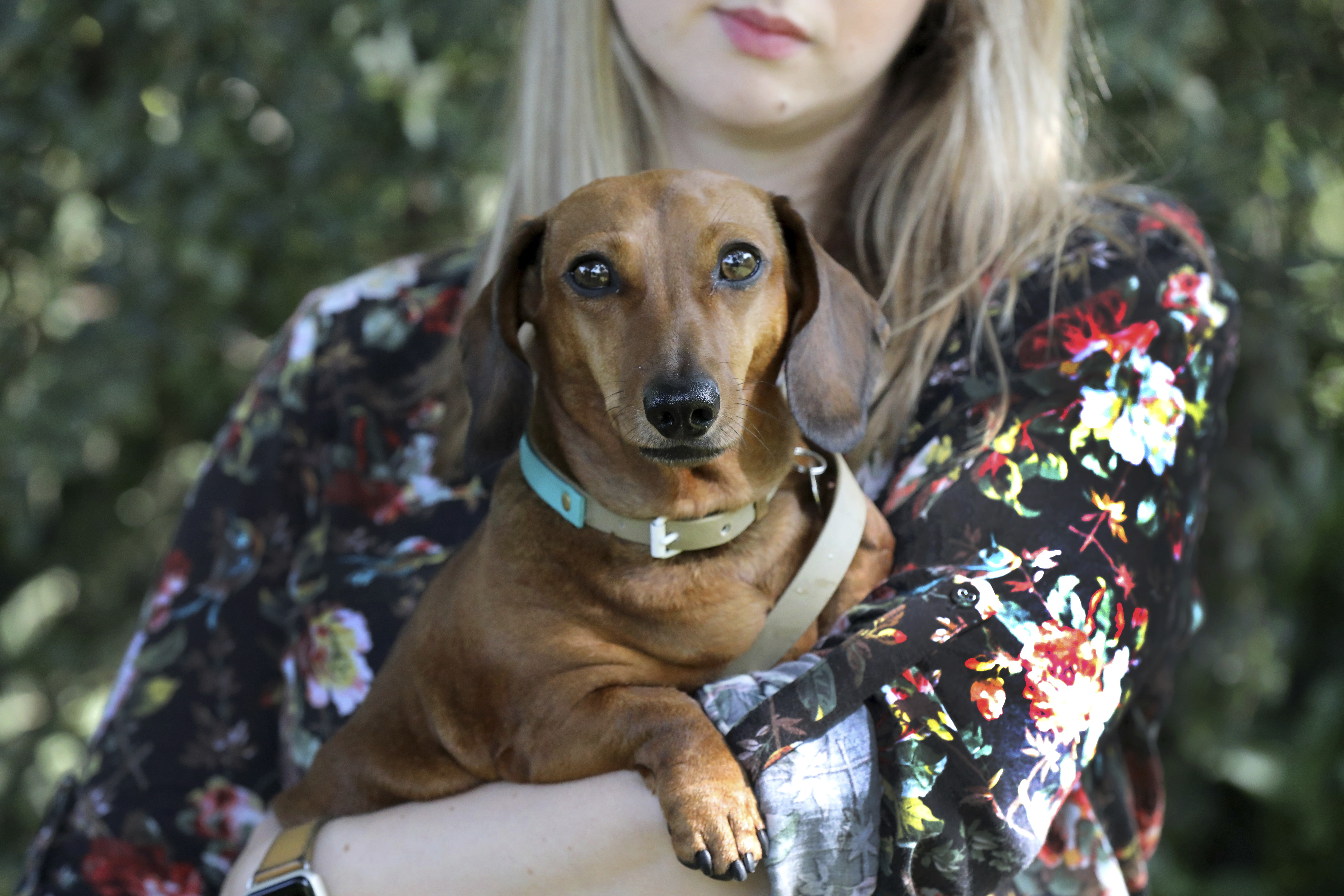 Traveling with pets: No-deal Brexit would make it far harder