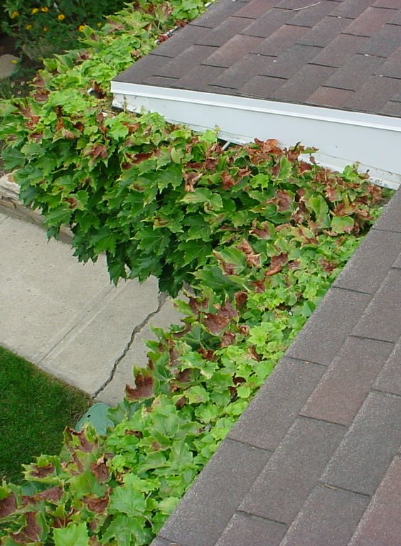 That used to be a rain gutter. Now it's apparently a planter box for ivy. (Photo: Garth Haslem, The Home Medic, Crossroads Engineers & The Home Medic)
