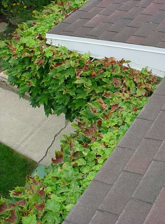 That used to be a rain gutter. Now it's apparently a planter box for ivy. (Photo: Garth Haslem, The Home Medic, Crossroads Engineers & The Home Medic)