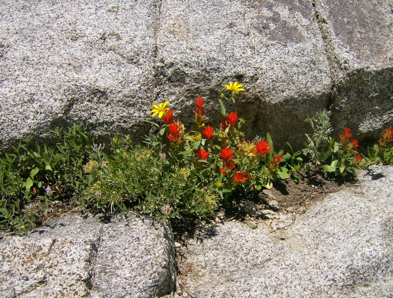 Indian Paintbrush growing with host plant. (Photo: Robert Williamson)