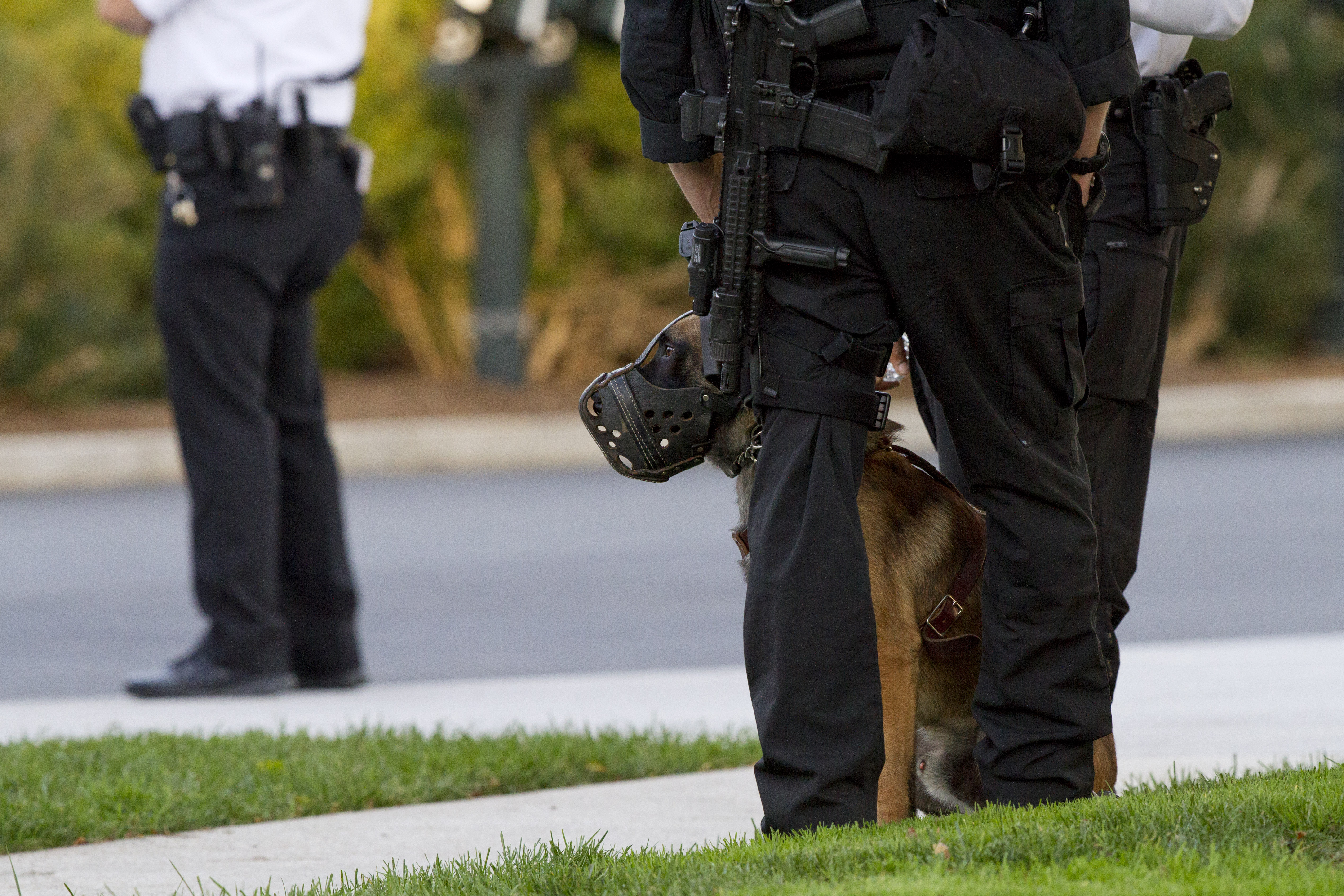 Furry hero: UK honors dog who stopped White House intruder