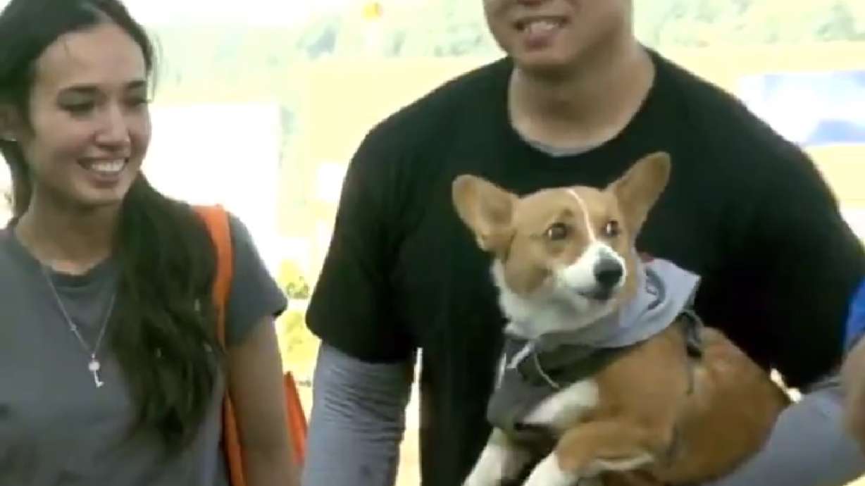 Have You Seen This? Corgi racing is a thing, and it's adorable