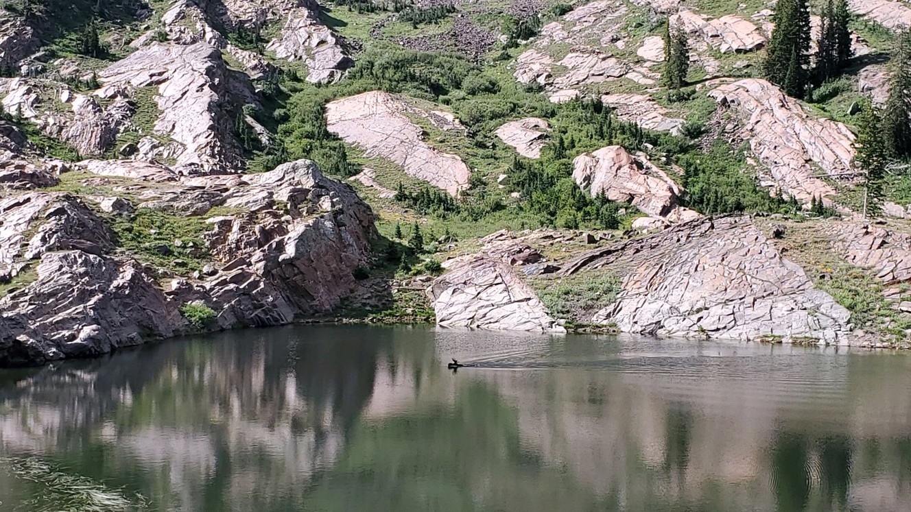 A bull moose swims in Lake Blache on Saturday, Aug. 24, 2019. (Photo: Nicole Mangum)