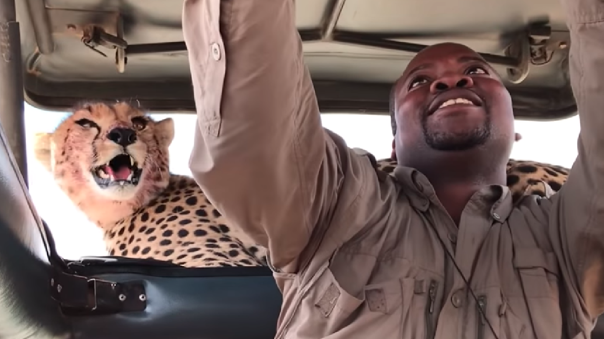 Have You Seen This? Cheetah hangs out with world's chillest safari guide