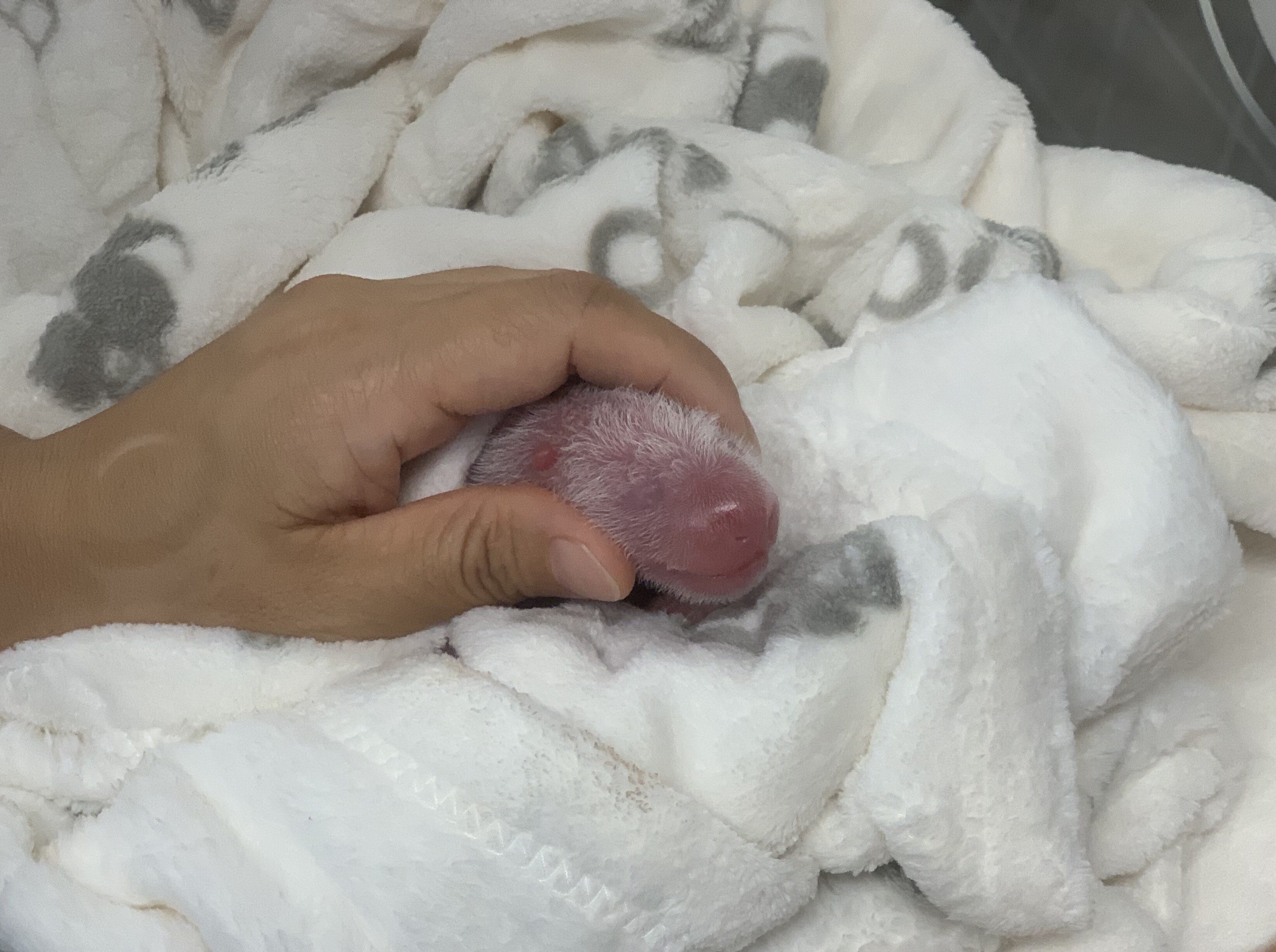 Double cuddle: Berlin zoo celebrates birth of 2 panda cubs