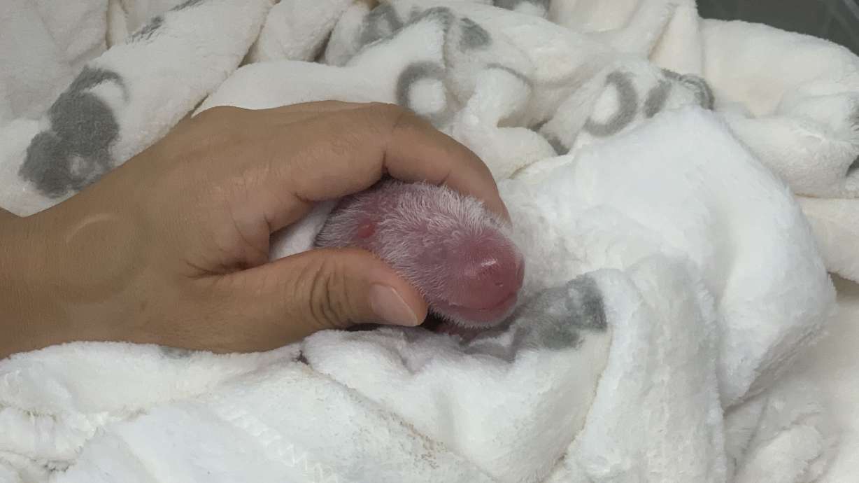Double cuddle: Berlin zoo celebrates birth of 2 panda cubs