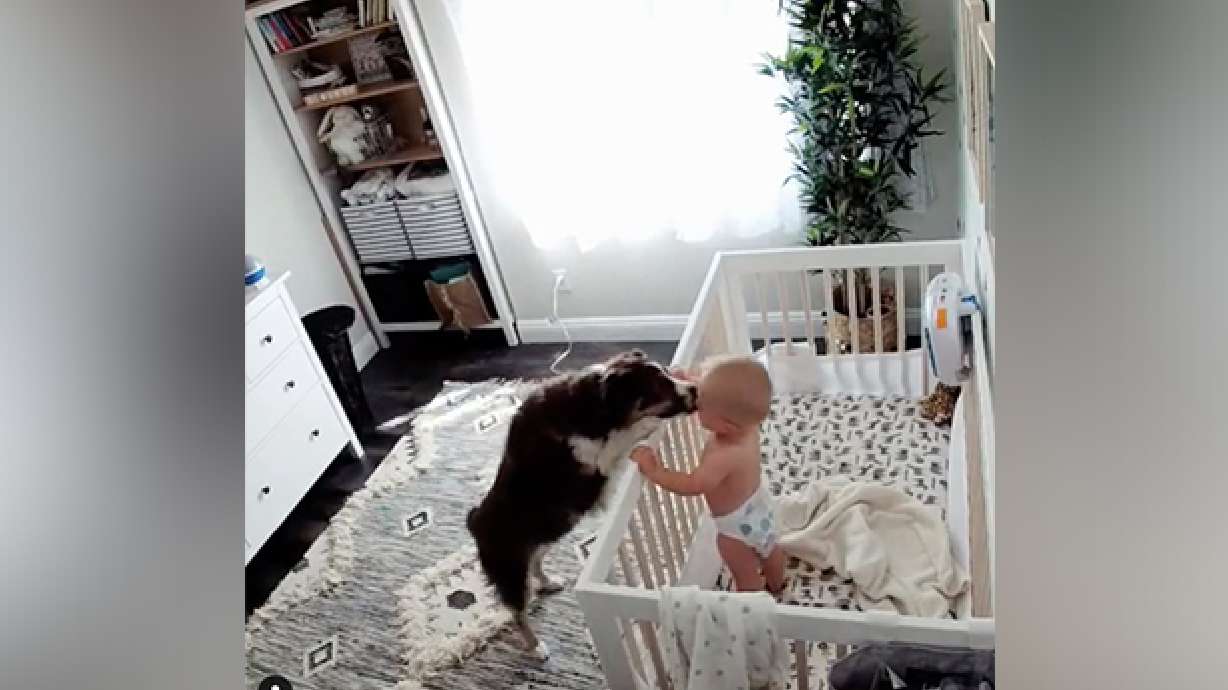Have You Seen This? Dog licks crying baby’s face