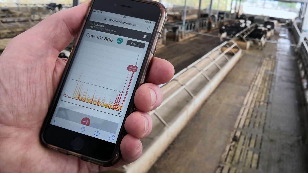 British farm moo-ves into new tech with 5G collars on cows