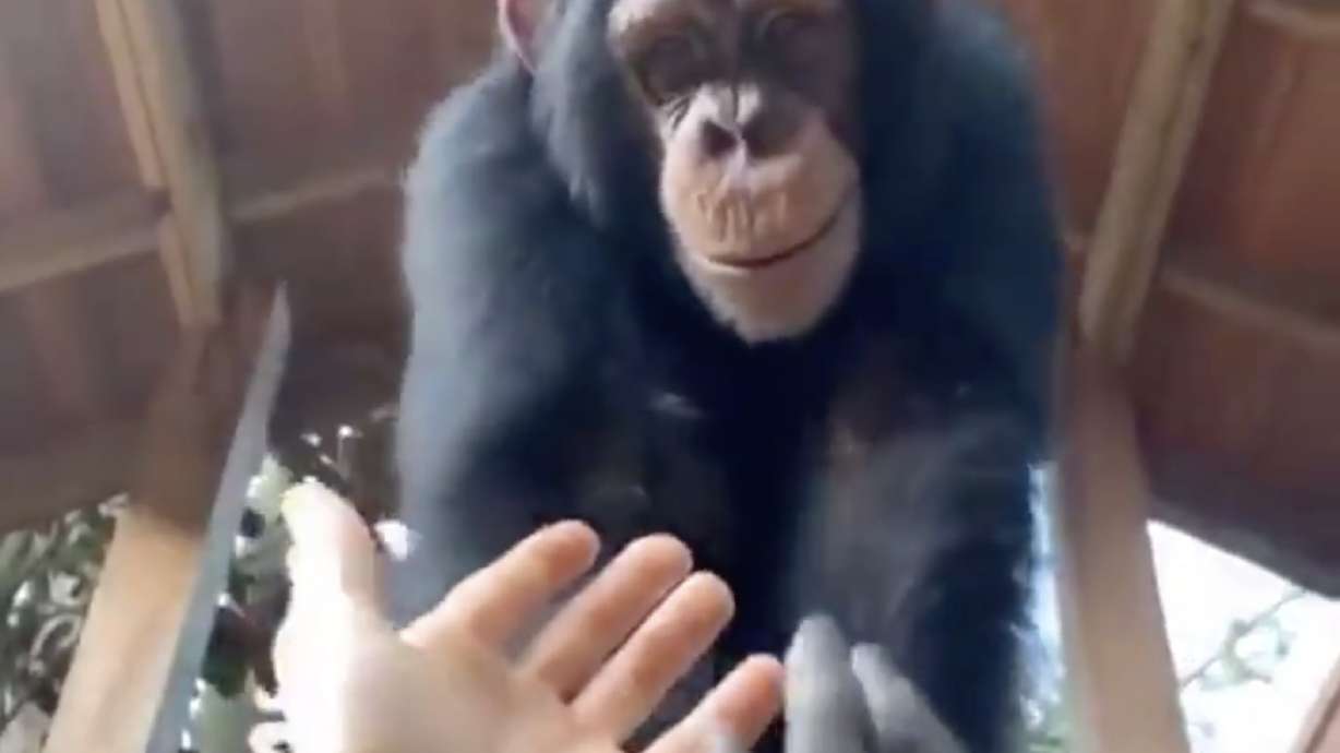 Have You Seen This? Chimpanzee is this man's best friend