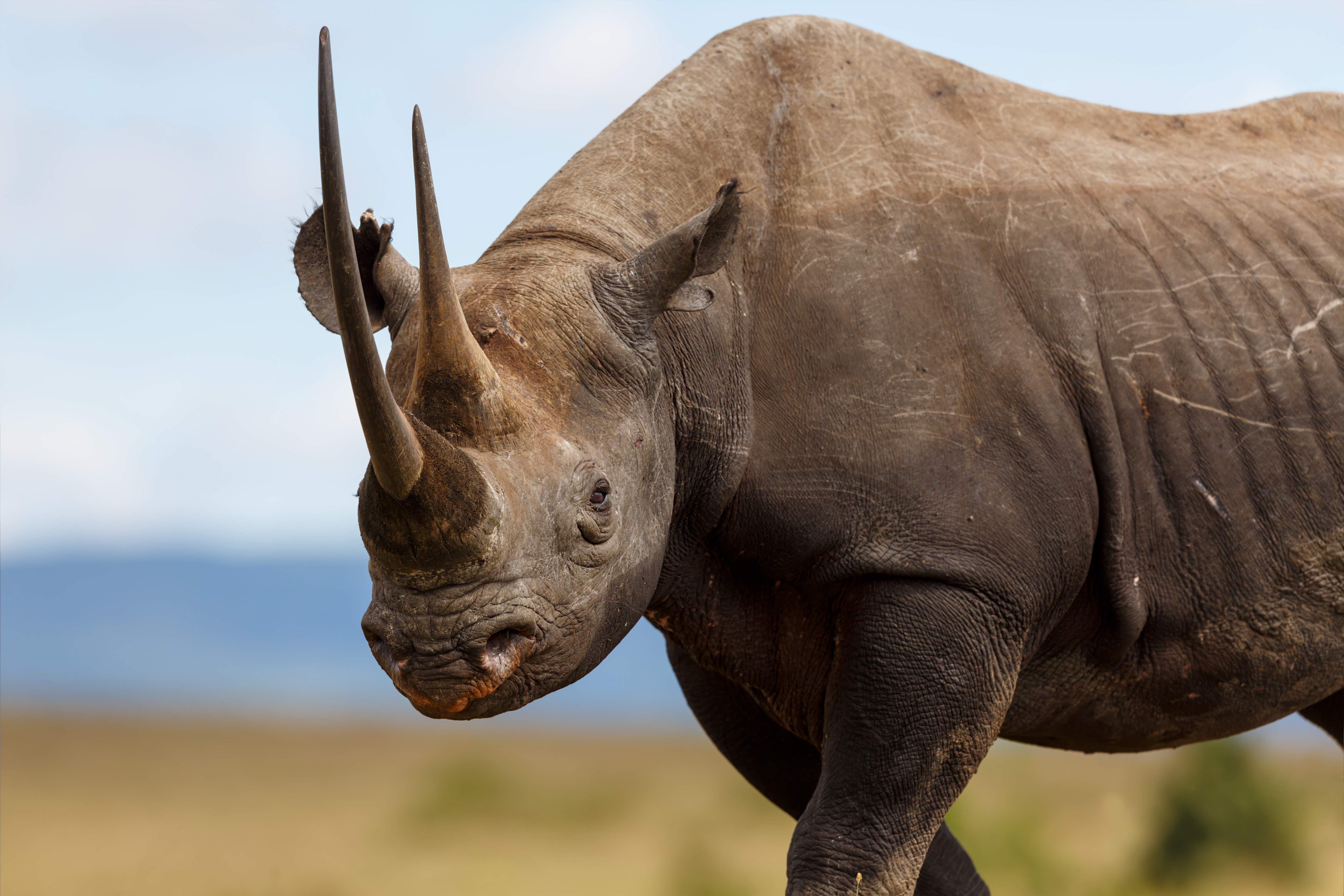 US to allow trophy hunter to import body of rare black rhino