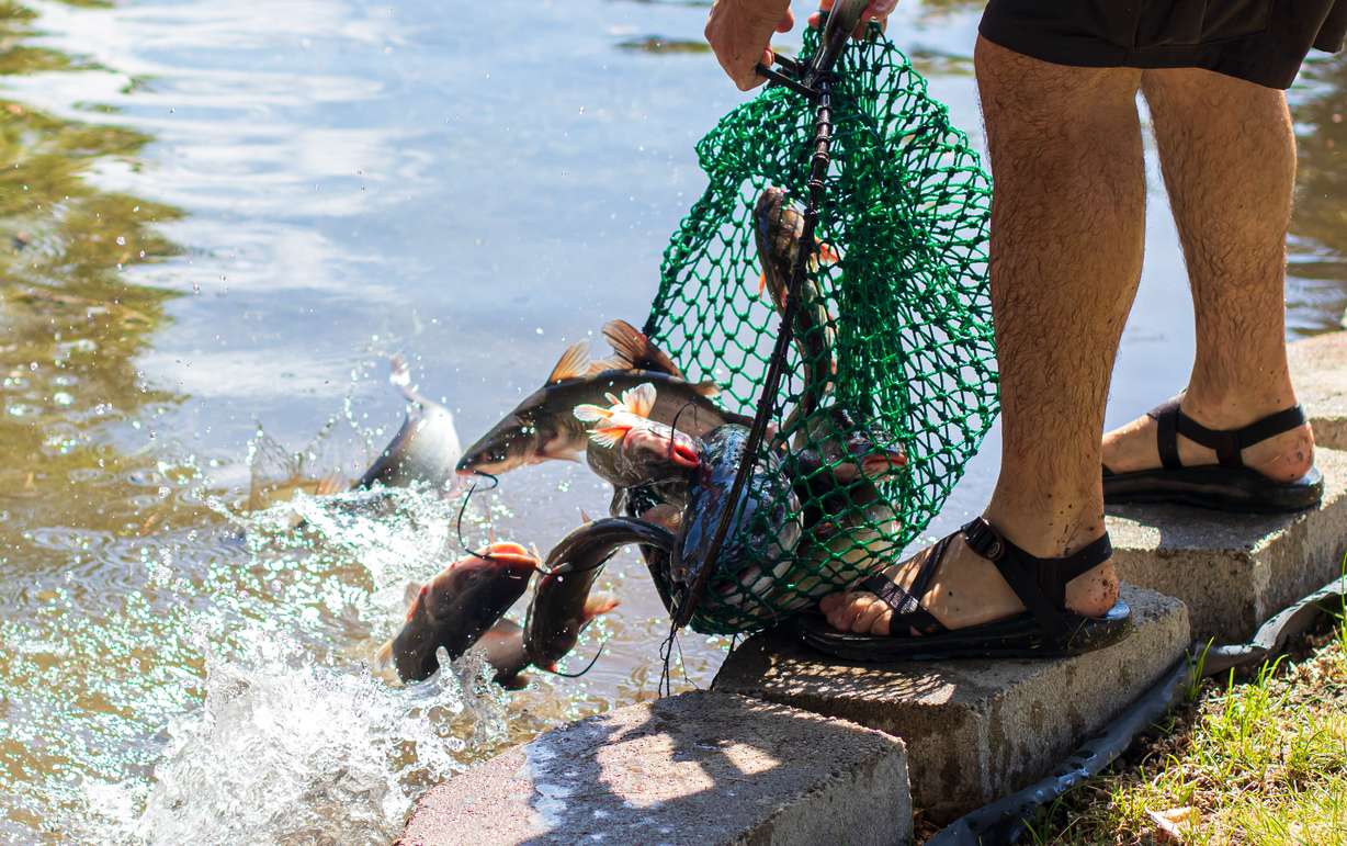 Matt Bartley, social science/stakeholder engagement coordinator for the Utah Division of Wildlife Resources, uses a net to dispense catfish into a pond outside of the division's exhibit at the Utah State Fair on Thursday, Sept. 5, 2019. (Photo: Carter Williams, KSL.com)