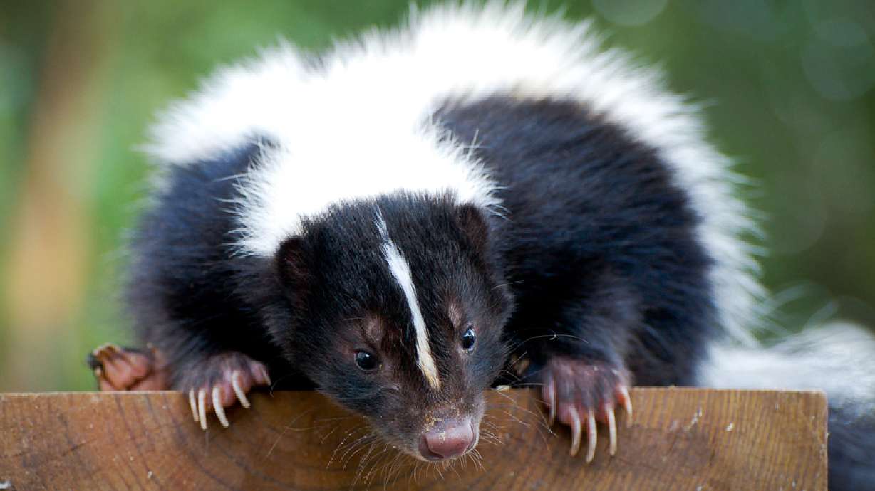 Some of Utah's weirdest laws past and present