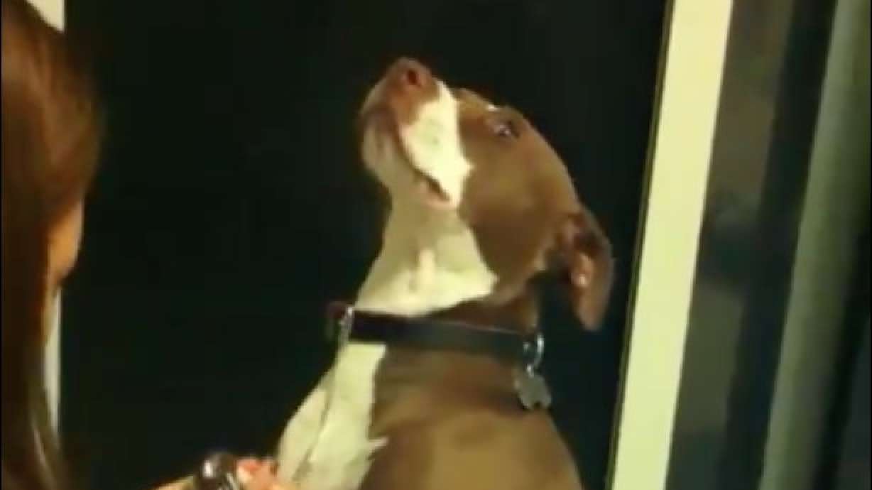 Have You Seen This? Drama queen dog hates having her nails clipped