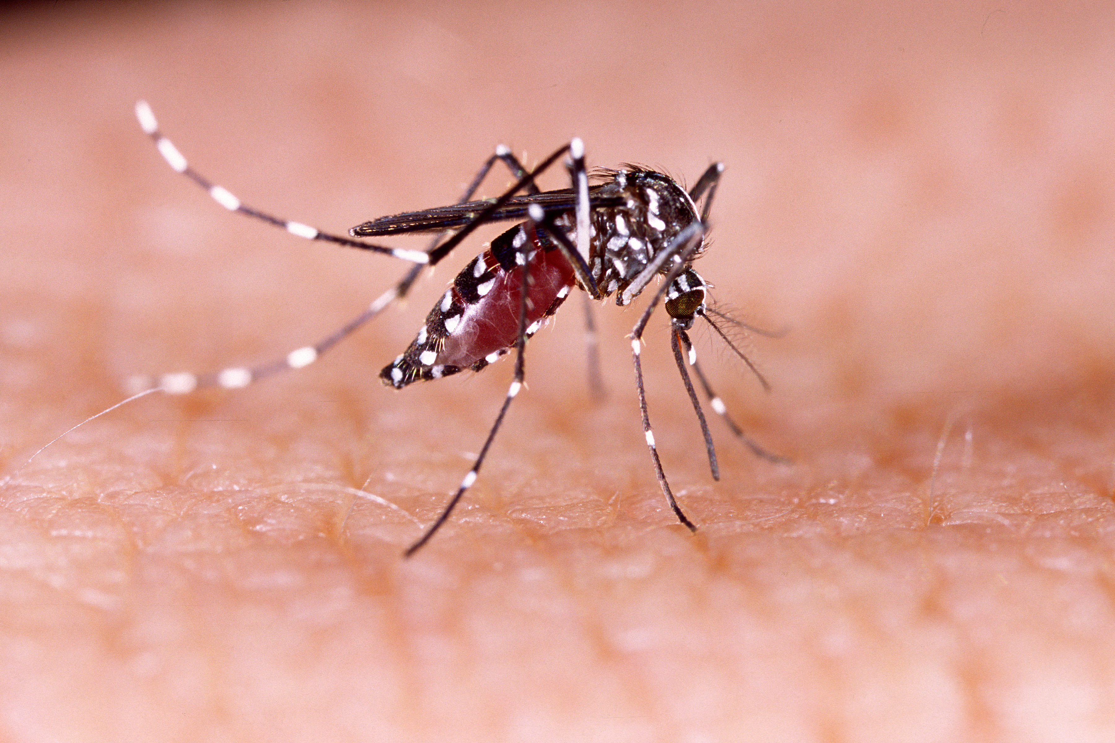 Mosquitoes that are ‘vectors for various viral diseases’ found in Grand County