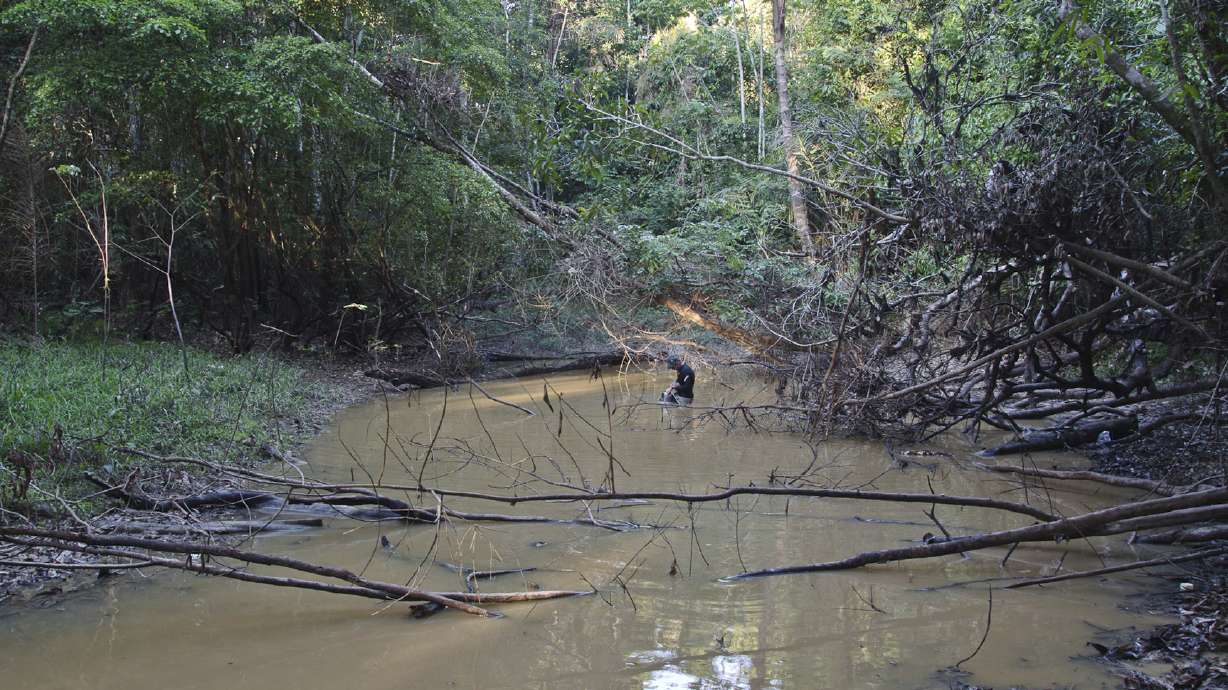 Jolting discovery: Powerful new electric eel found