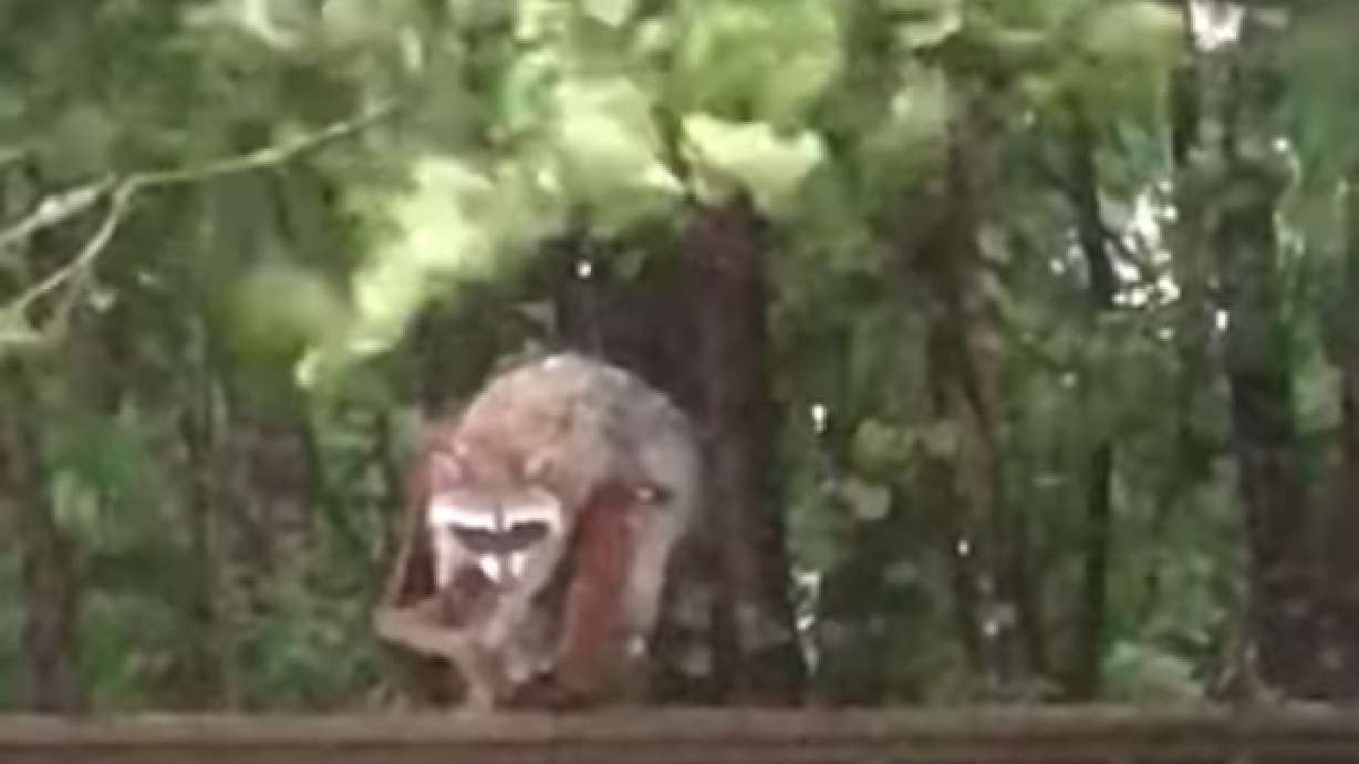 Have You Seen This? Raccoon goes for a ride during Hurricane Dorian