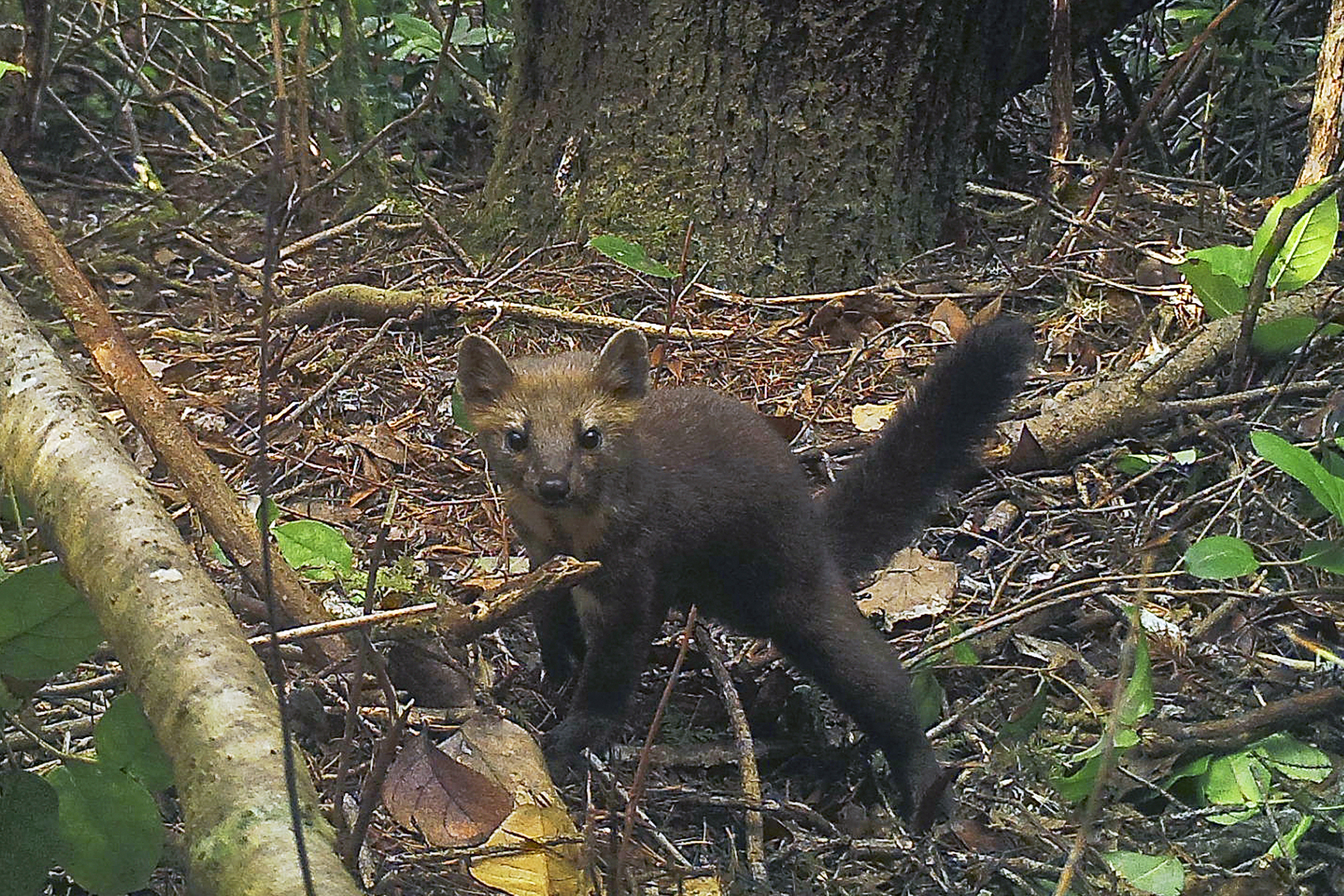 Oregon bans trapping of rare, cat-like Humboldt marten