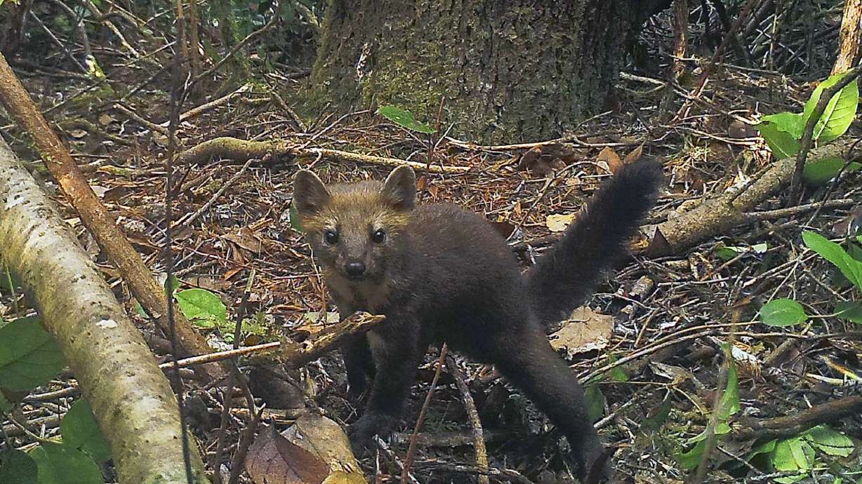 Oregon bans trapping of rare, cat-like Humboldt marten