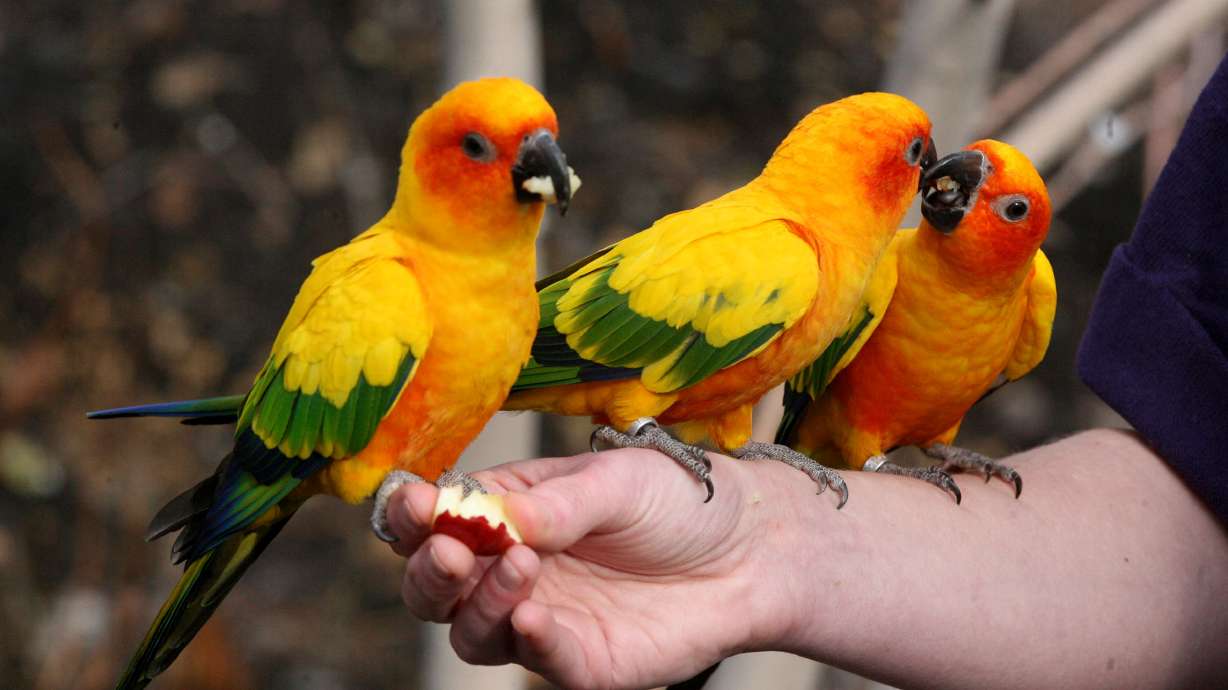 Tracy Aviary says goodbye to popular sun conures; new bird species on its way