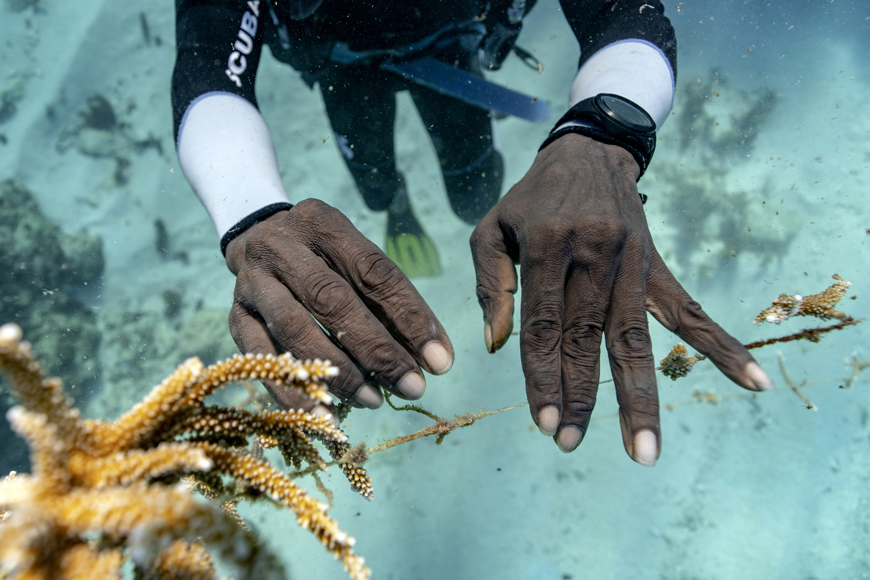 AP Photos: Saving Jamaica's coral, an undersea labor of love