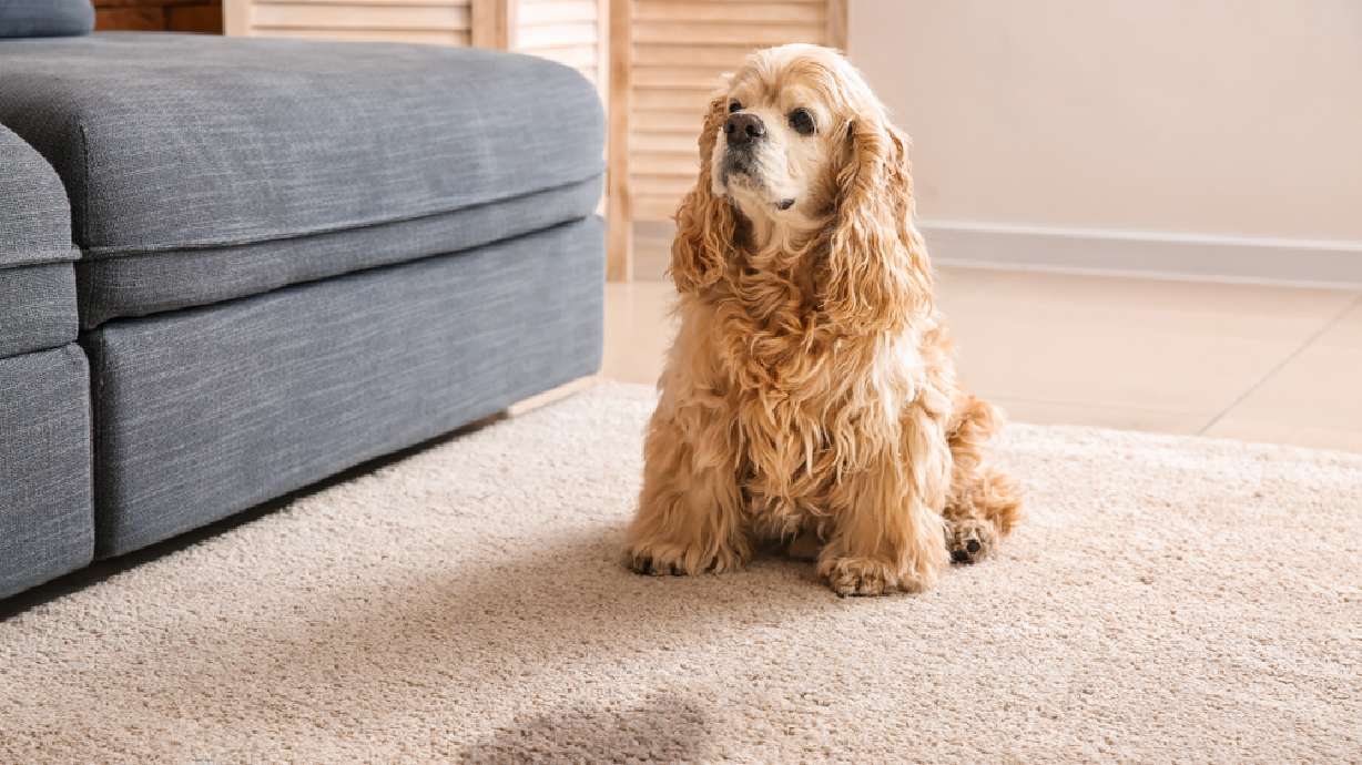 5 creative ways to hide a flaw in your flooring