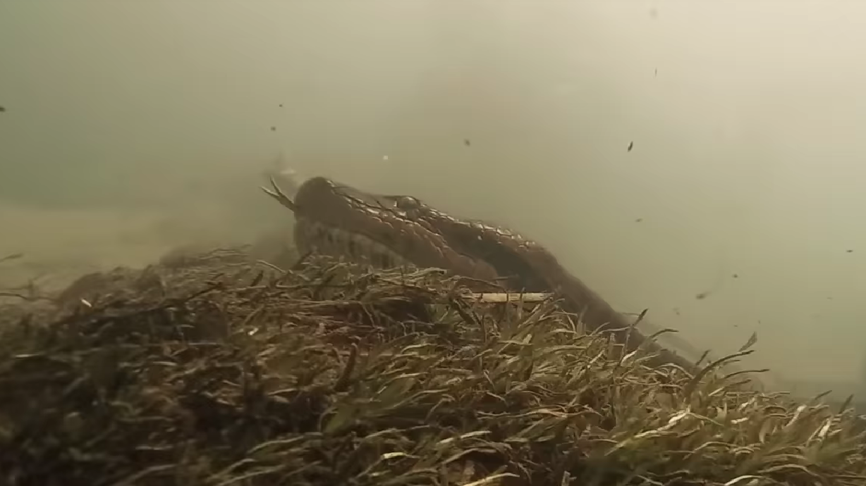 Have You Seen This? Diver comes face-to-face with giant anaconda