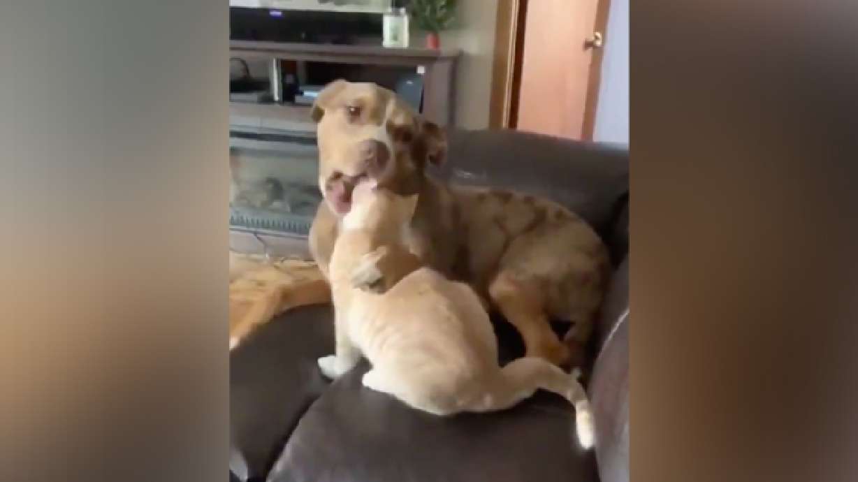 Have You Seen This? Dog thinks cat is delicious