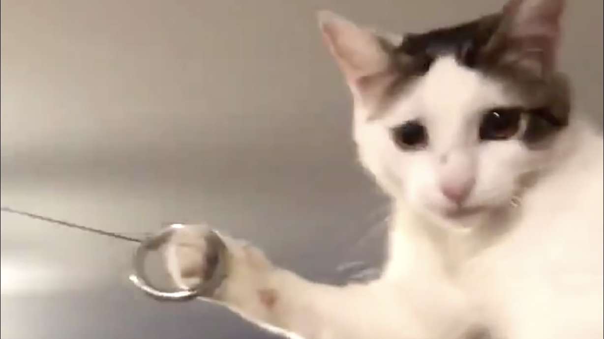Have you seen this? This cat is the new ring toss champion