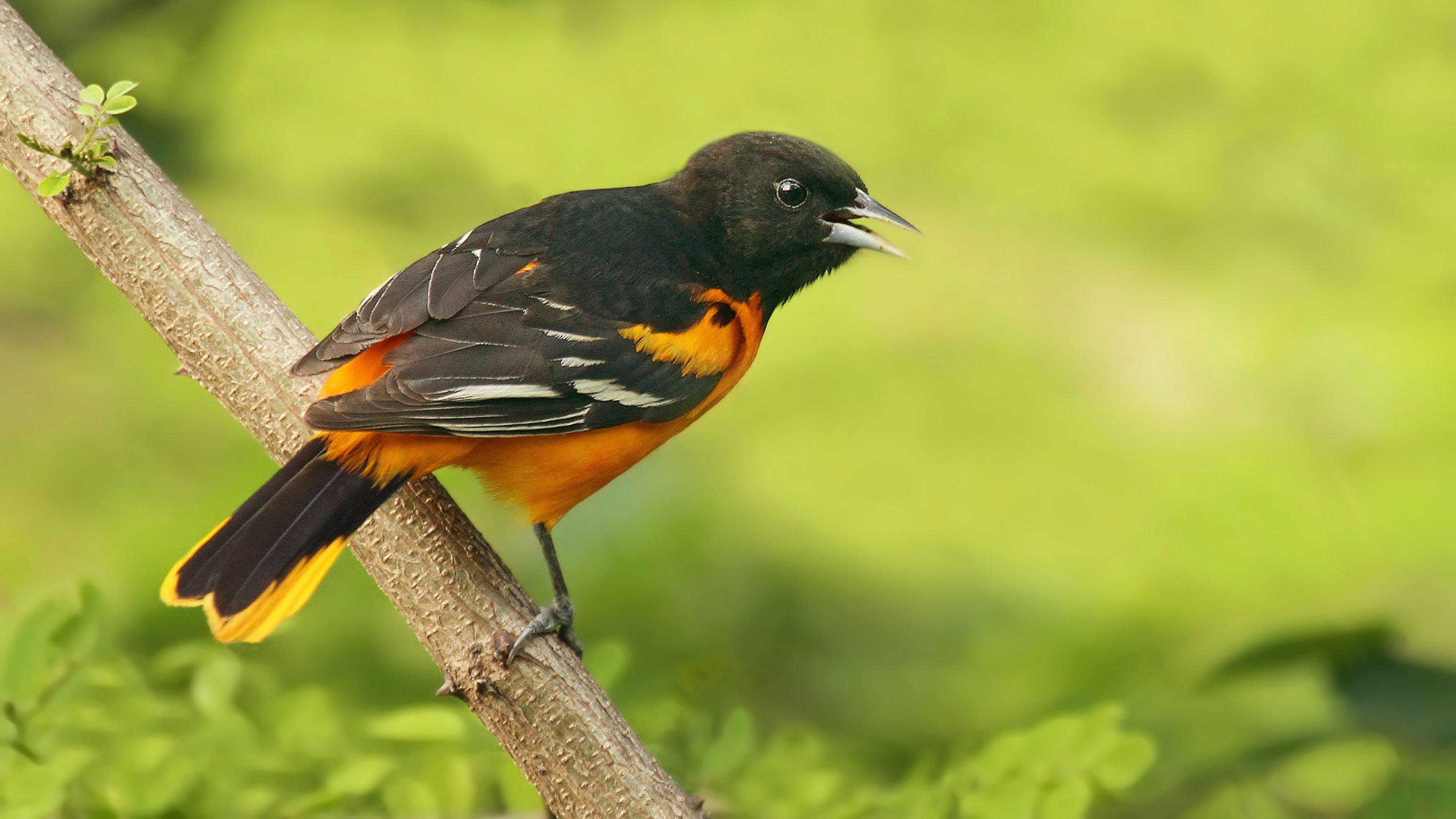 Birds are dying off at an alarming rate but you can help from your own backyard