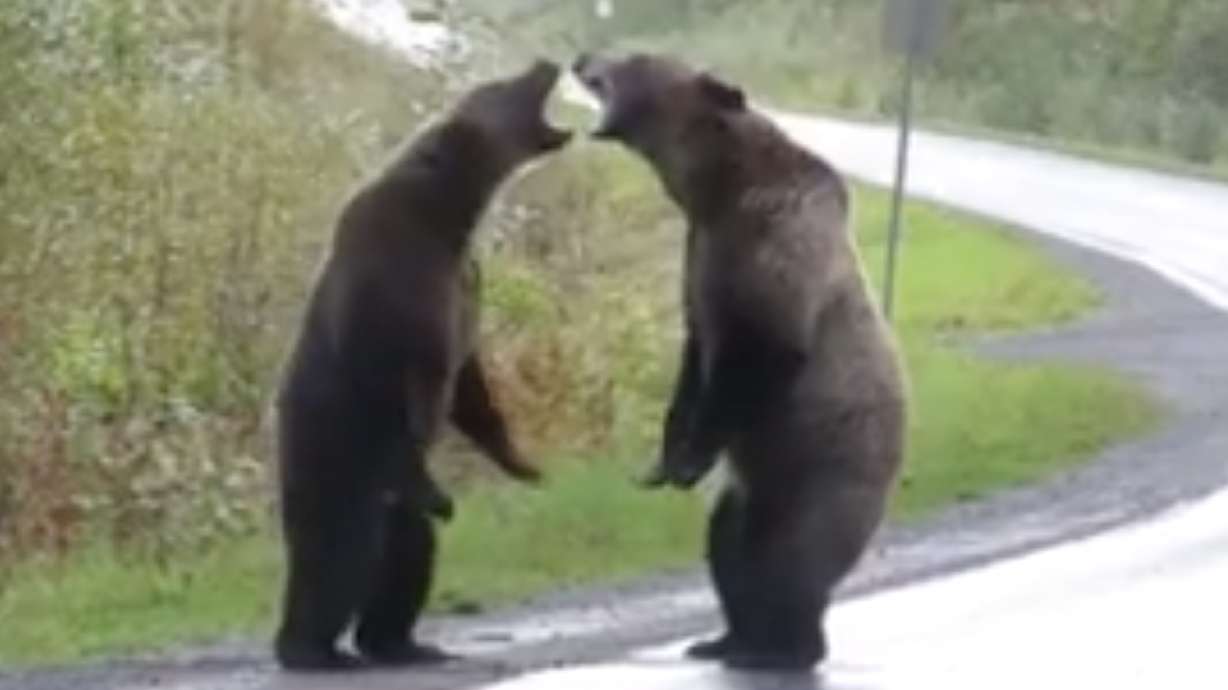 Have You Seen This? Fighting bears caught on camera