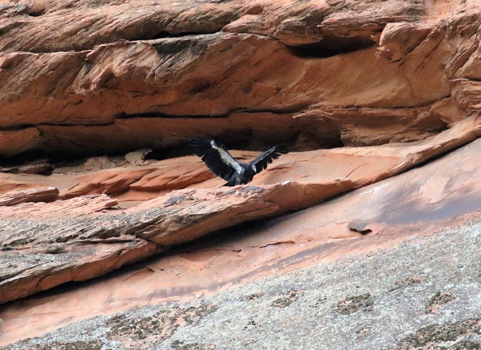 California Condor chick 1000 the first to fledge in Zion National Park
