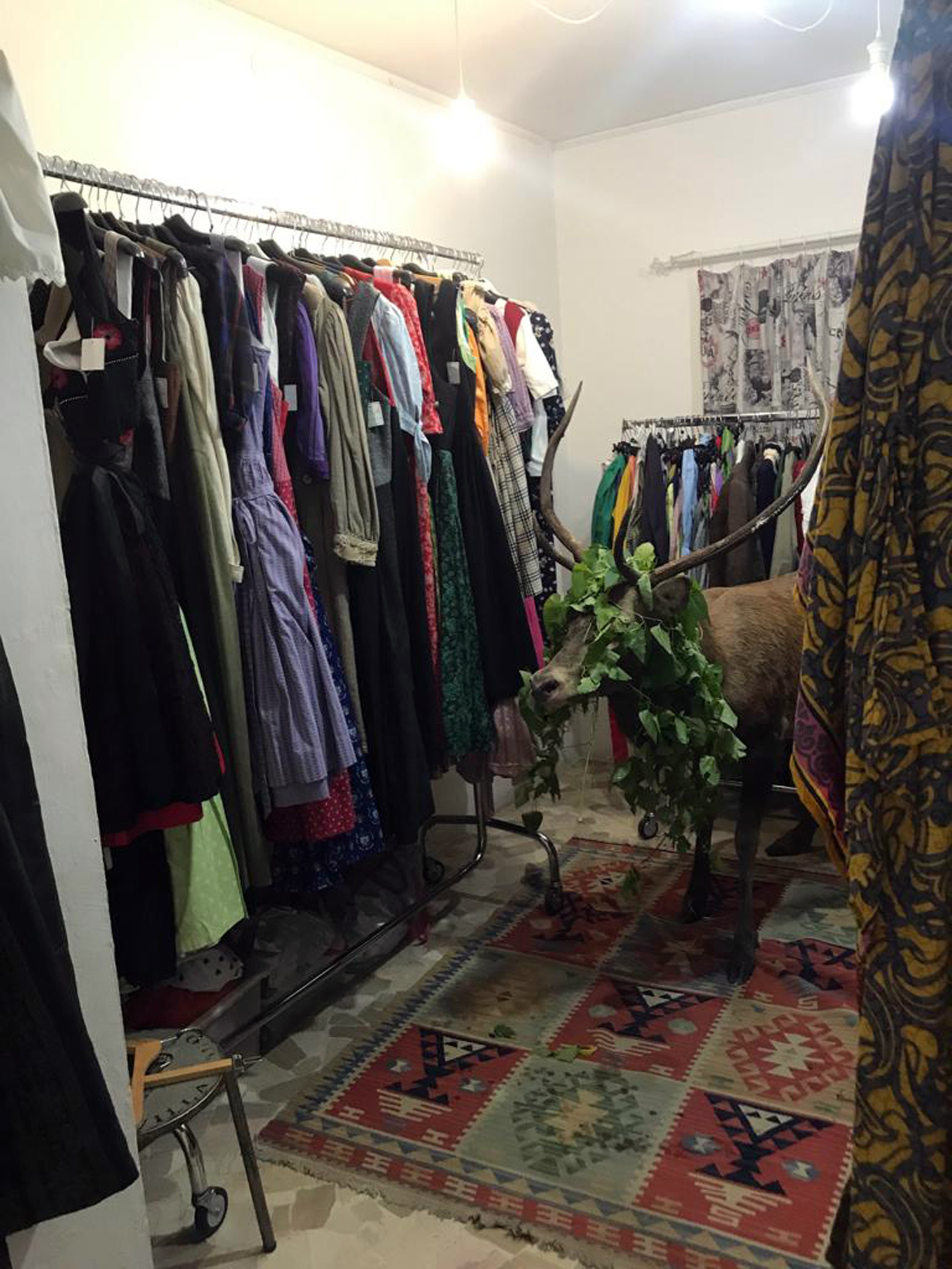 Dazed and confused deer gets trapped in Italy's resort shop