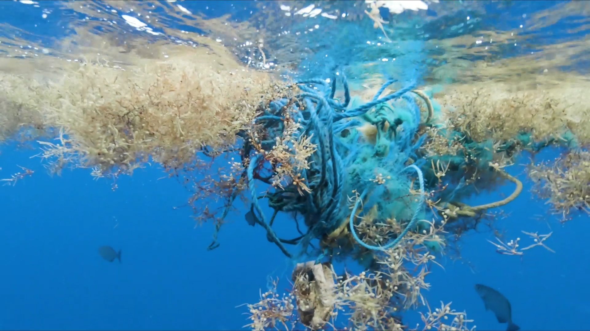 Plastic tea bags are shedding billions of shards of microplastics into their water, according to a new study. (Photo: Brice Laine, CNN)
