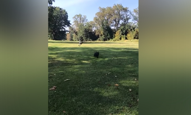 Have You Seen This? Oblivious dog outruns hawk trying to snatch it