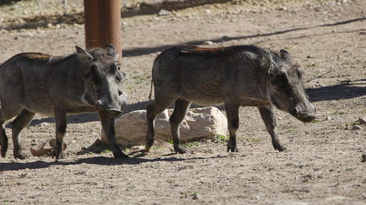 Hogle Zoo remembers Walter the Warthog after death
