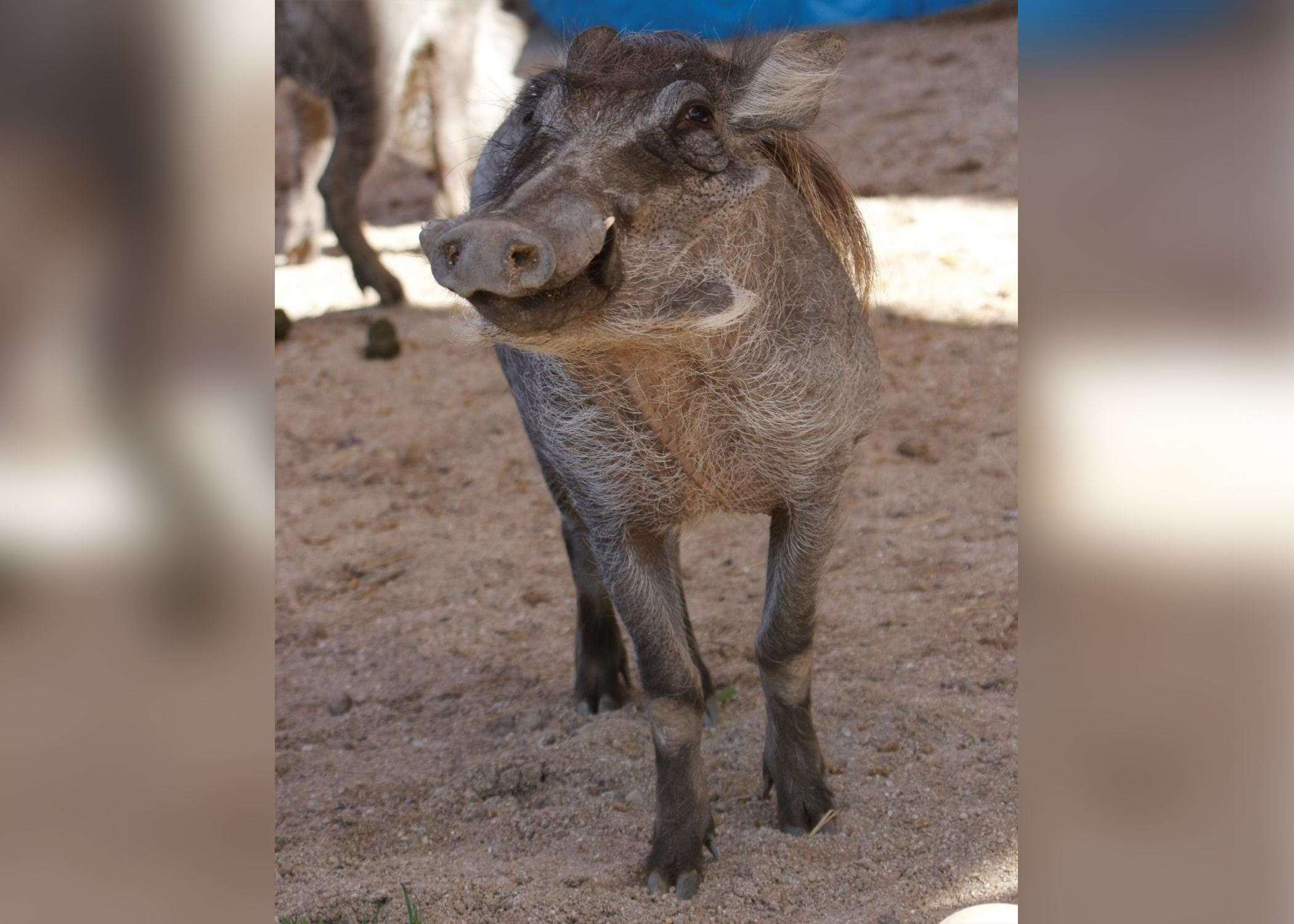A 14-month-old African warthog named Walter died due to urethra stones on Tuesday, October 1, 2019, at Hogle Zoo. (Photo courtesy of Hogle Zoo)