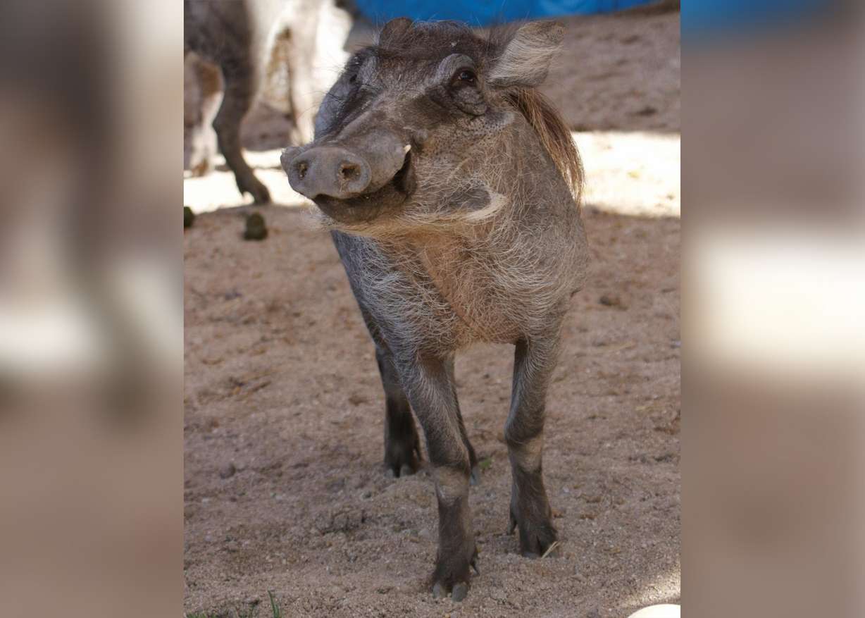 A 14-month-old African warthog named Walter died due to urethra stones on Tuesday, October 1, 2019, at Hogle Zoo. (Photo courtesy of Hogle Zoo)