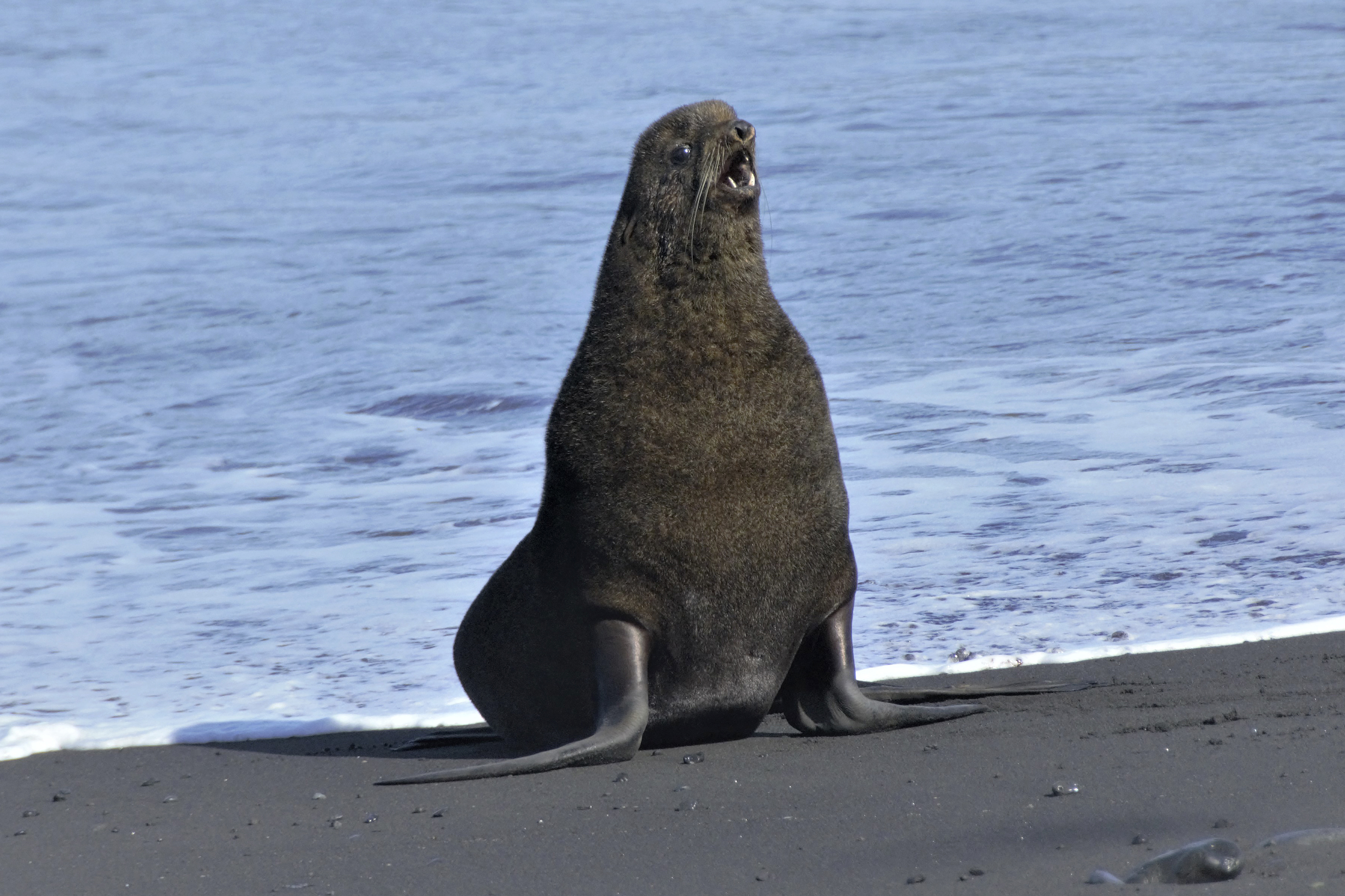 Home sweet volcano: Alaska fur seals thrive at unlikely spot